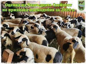 Оценка на Развъдната Стойност по признака млекодобив в деня на контролата на овце от  породата Вакла Маришка за 2024 г.